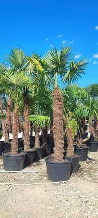 Palmier trachycarpus fortunei , Tuia Smaragd PonPon Forme