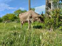 Vaca de vânzare buna de lapte