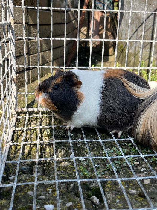 Porcușori de Guineea