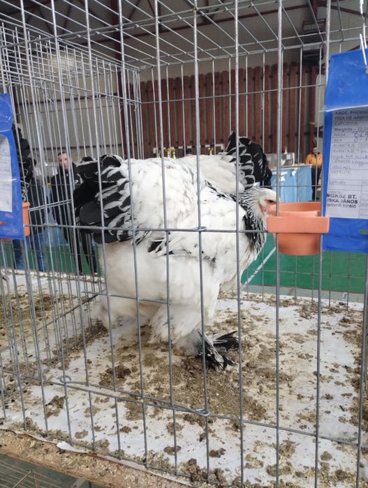 Brahma diferite culori