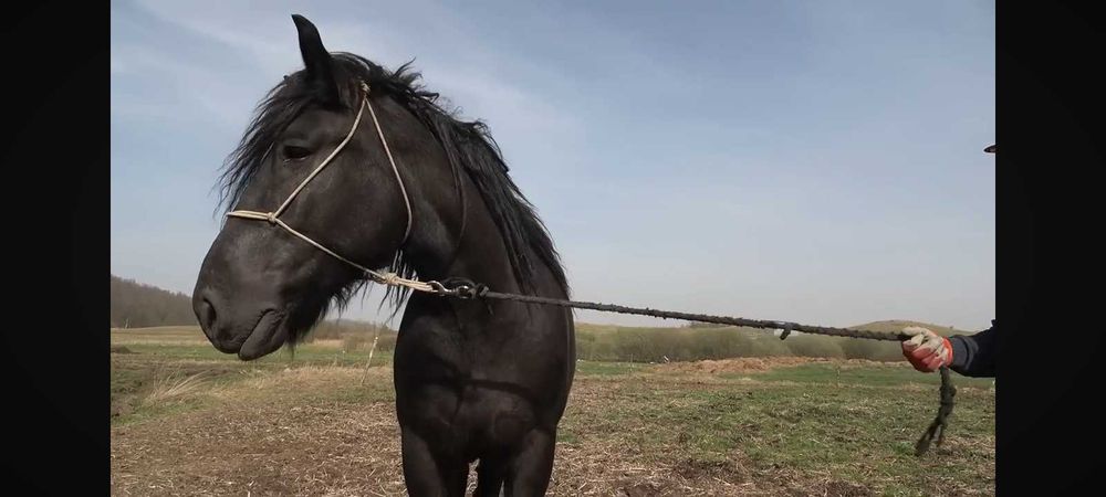 Iapa neagra belgiana