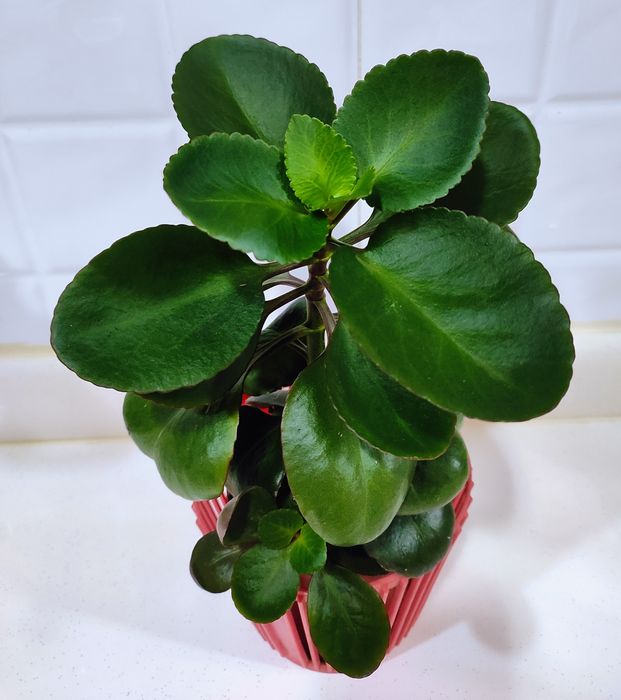 Продаются  разные комнатные цветы.