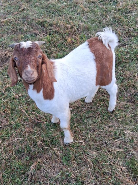 Schimb țap boer cu țap de aceeași rasă sau cu o iadă