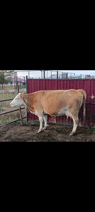 іры қара мал сыйр