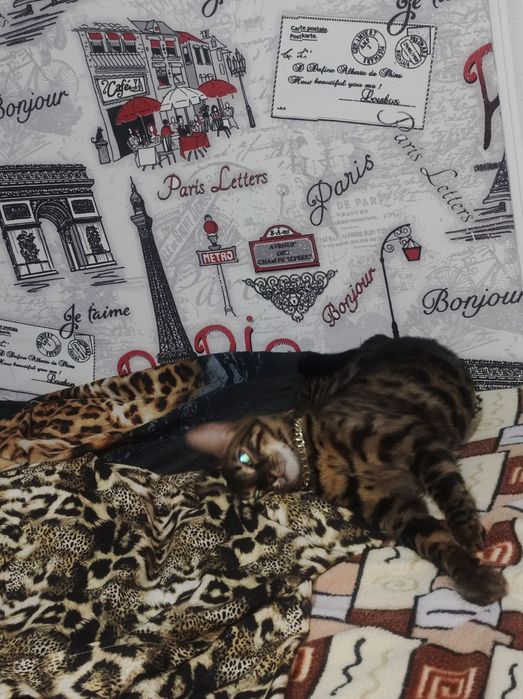 Бенгальская кошка