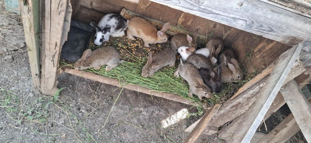 Iepurași de vânzare