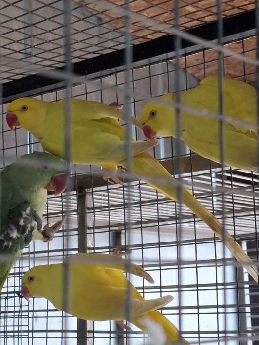 De la perusi la alexandrii mari