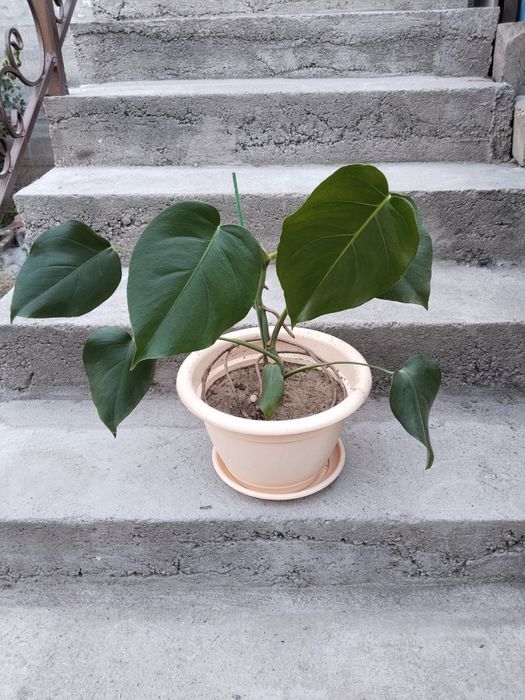 Продаются Монстера