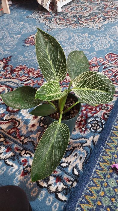 Диркин гули 3 та