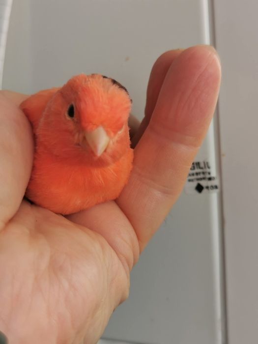 Canari și cănărițe Roller Suceava