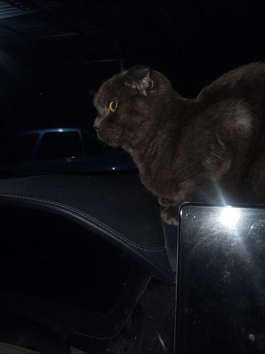 Мушикча сотилади