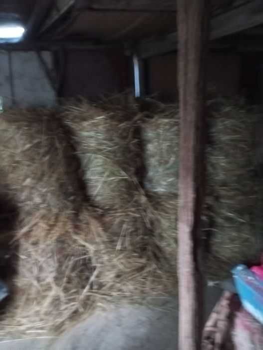 Vînd baloți rotunzi de ovăz și  baloți din fîn tot rotunzi