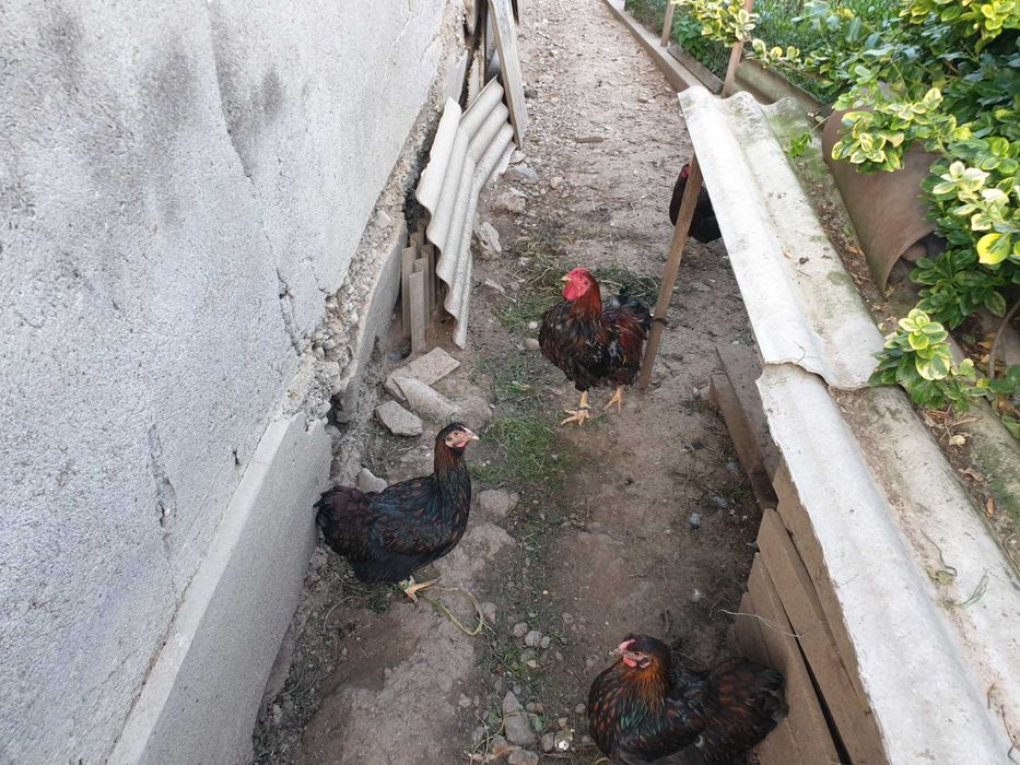 Gaini si cocoși rasă wyandotte rosu negru