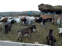 Vand capre iernate in condiții foarte bune