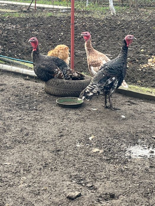 Налични селски Пуйки