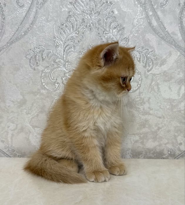 Зототистий страйт