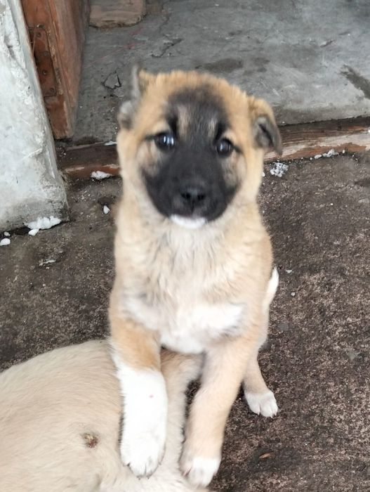 Отдадим щенков бесплатно в хорошие руки!!