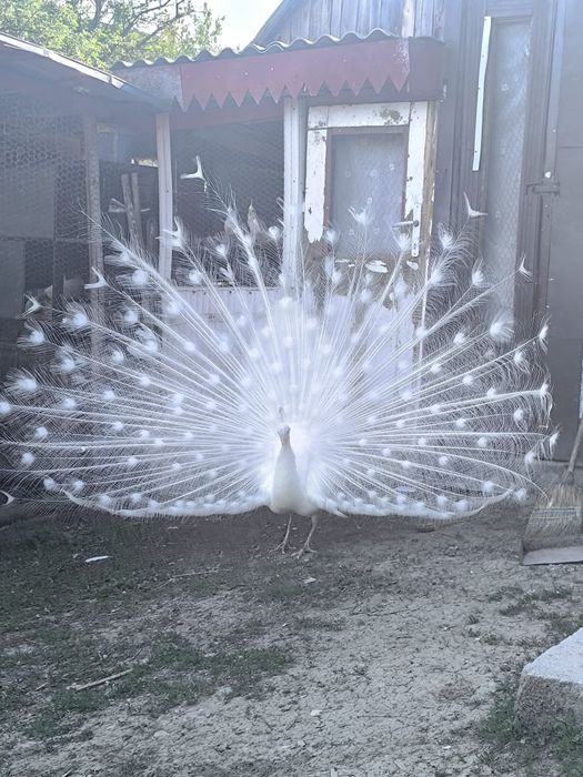 Vănd sau schimb păun Alb