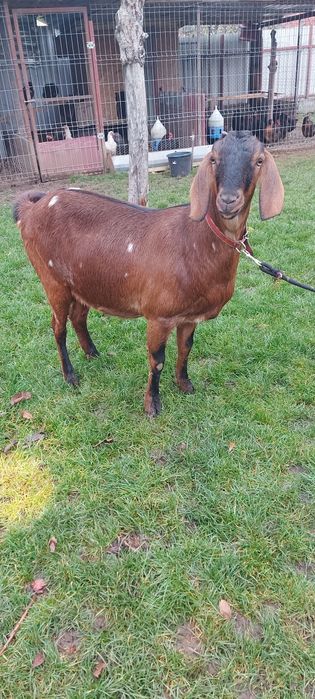 De vânzare capre anglo-nubian, țap,