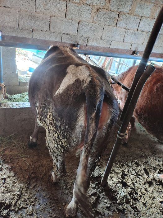 Сиыр Сатылады тайынша семіз