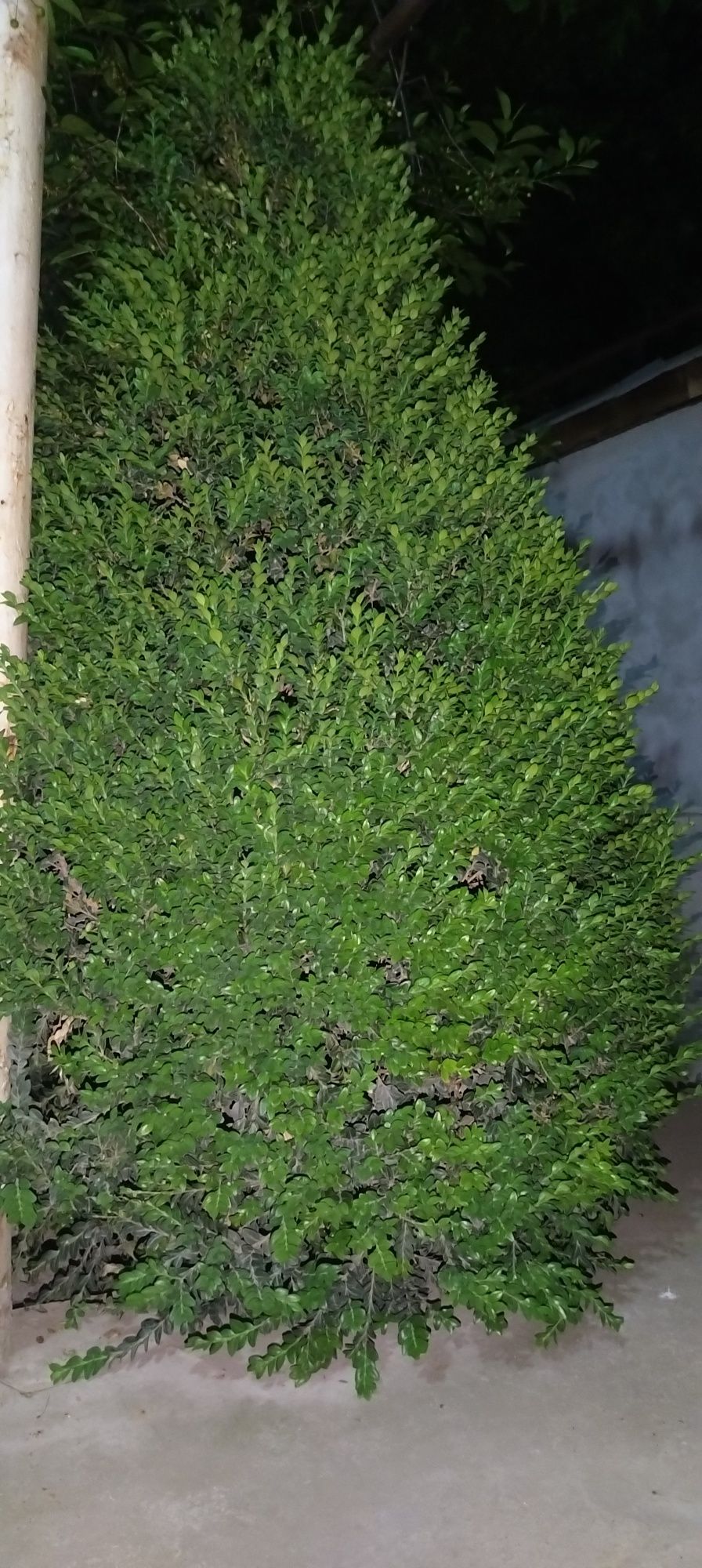 Shamshod archa 1.60 sm