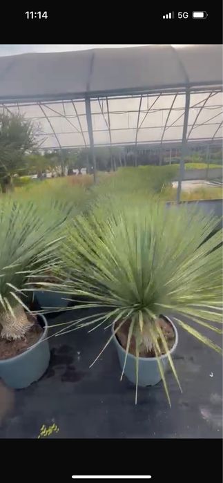 Iarba de pampas . Si multe alte speci de plante