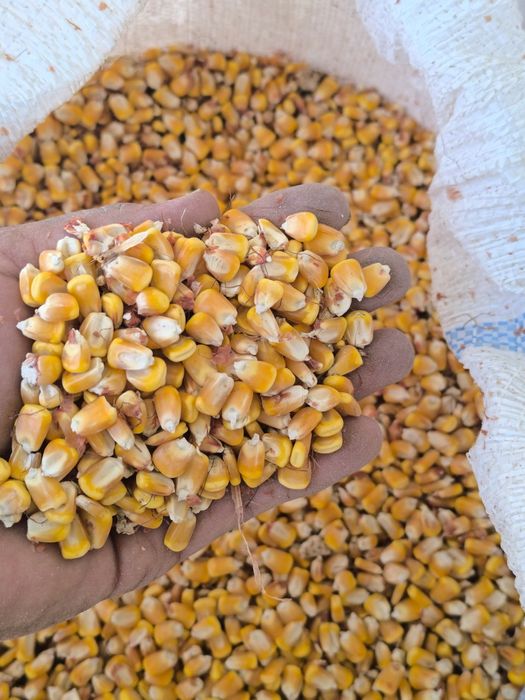 Makkajohori donlari sotiladi