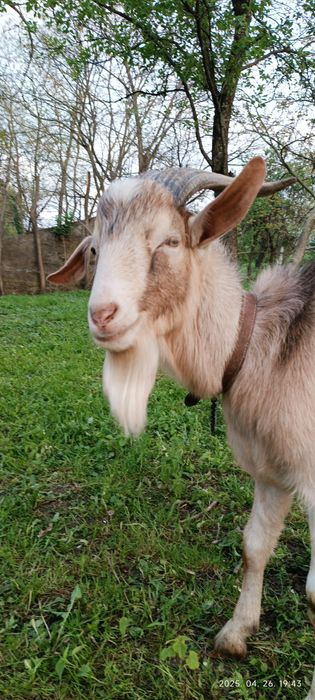 Tap metis de vanzare