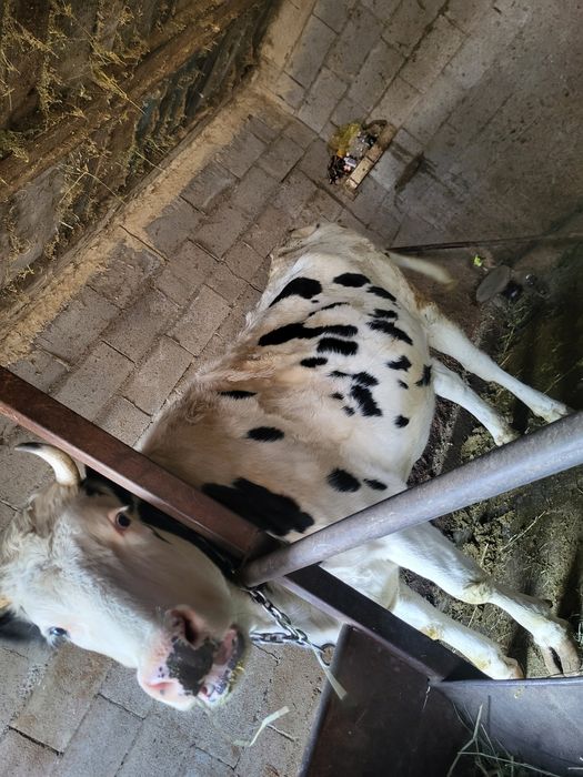 Продам тёлку 2.5 года