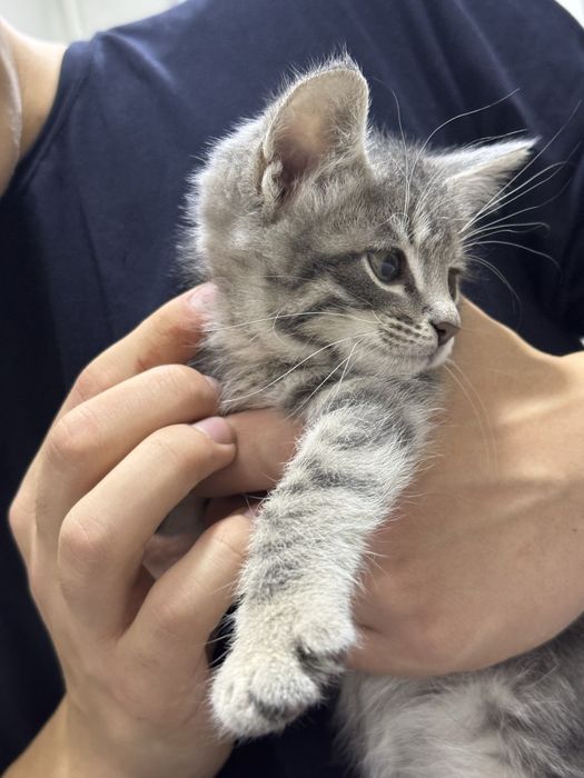 Зотдор мушукча сотилади