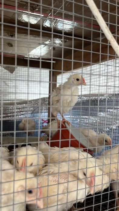 Обменяю на кур, барана, козу и тд.