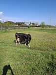 Vaci de vanzare jud Arges