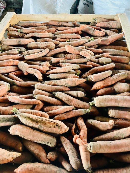 Morcovi pentru animale