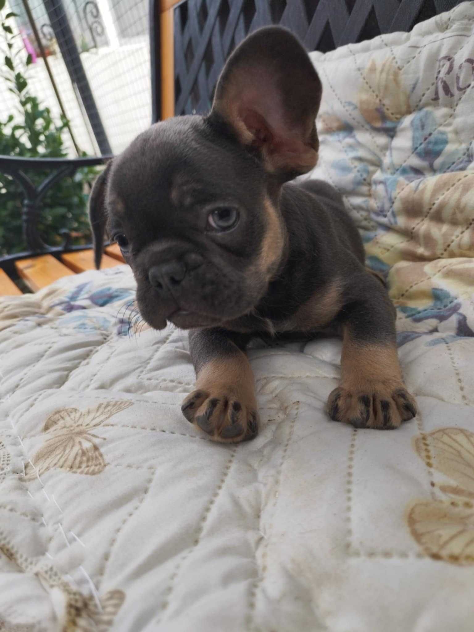 Френски булдог/French bulldog