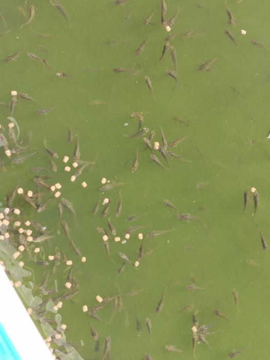 Puiet de crap romanesc, frasinet și oglinda