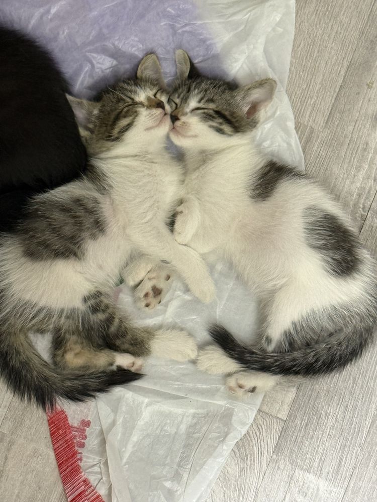 Tekinga mushuk bolasi beriladi