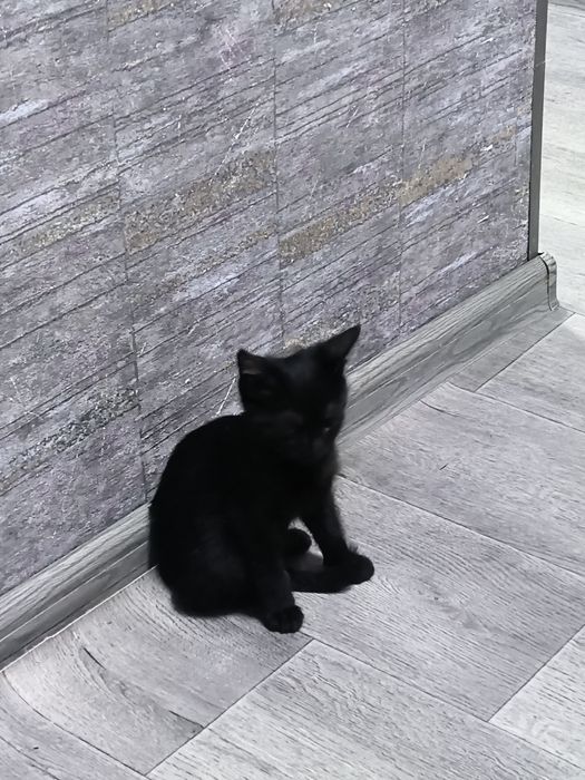 Отдам в хорошие руки котят.