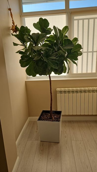 Фикус Лирата. Выращенное в комнатных условиях с черенка.