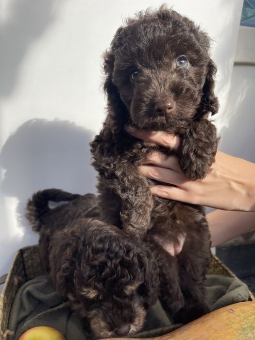 Мини пудели - цвят шоколад