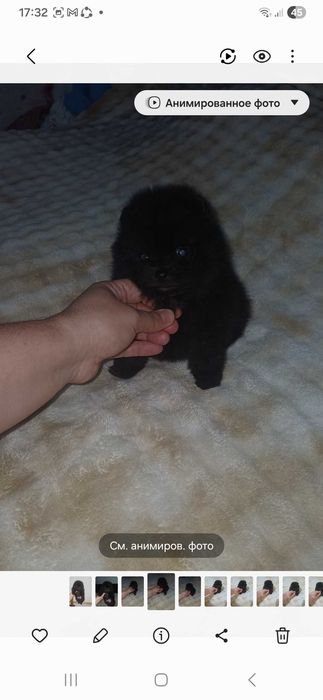 Померанский Шпиц