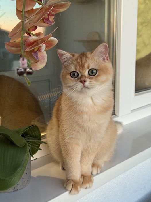 British shorthair golden