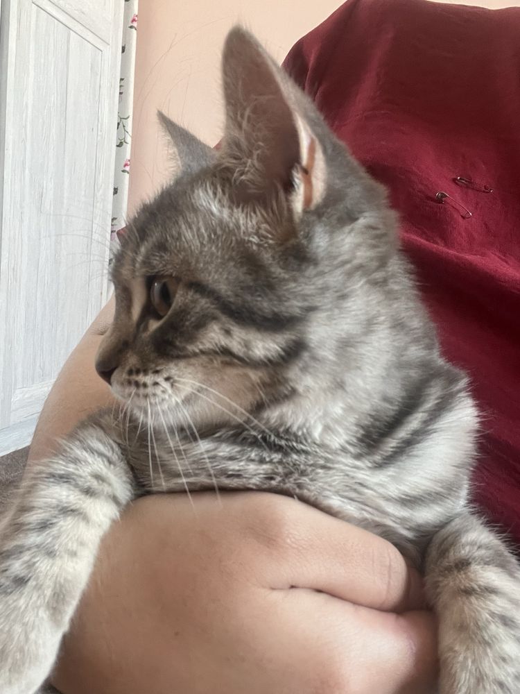Кошка, девочка .
