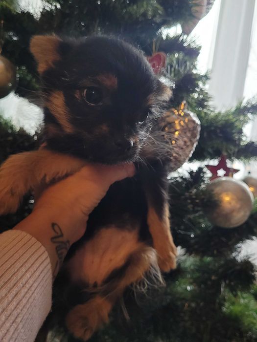 Майка Йоркширски териер с родословие, баща Померан