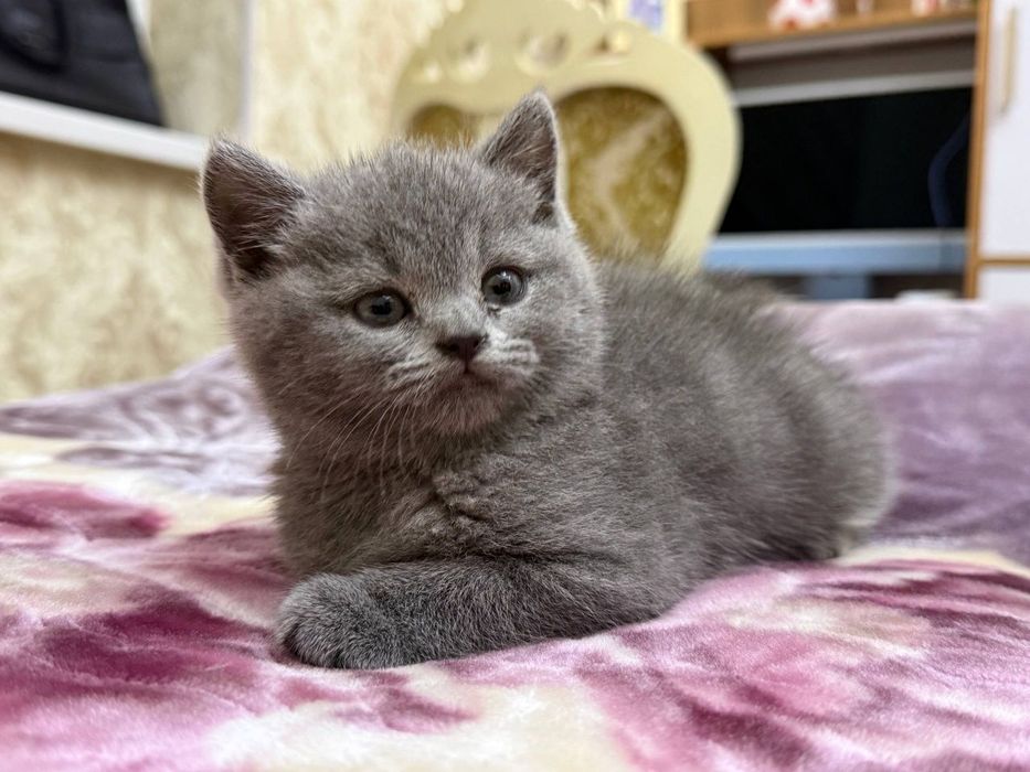 Скоттиш страйт девочка почти 2месяца