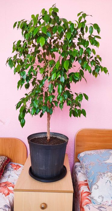 Фикус Бенджамина