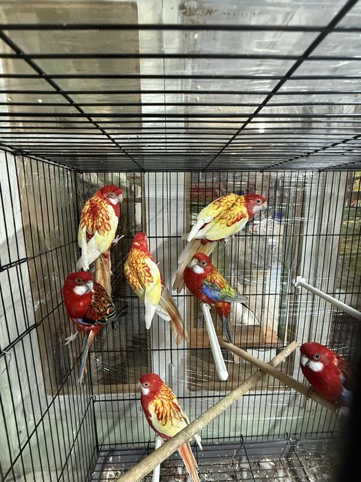 Продам Попугай Разелла гранатаый