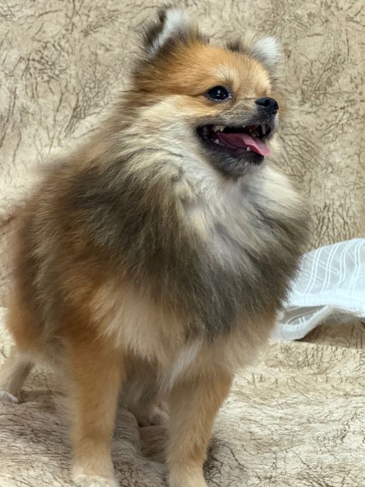 Малки кученца търсят обичливи стопани! Майка-бял пинчер, баща-померан