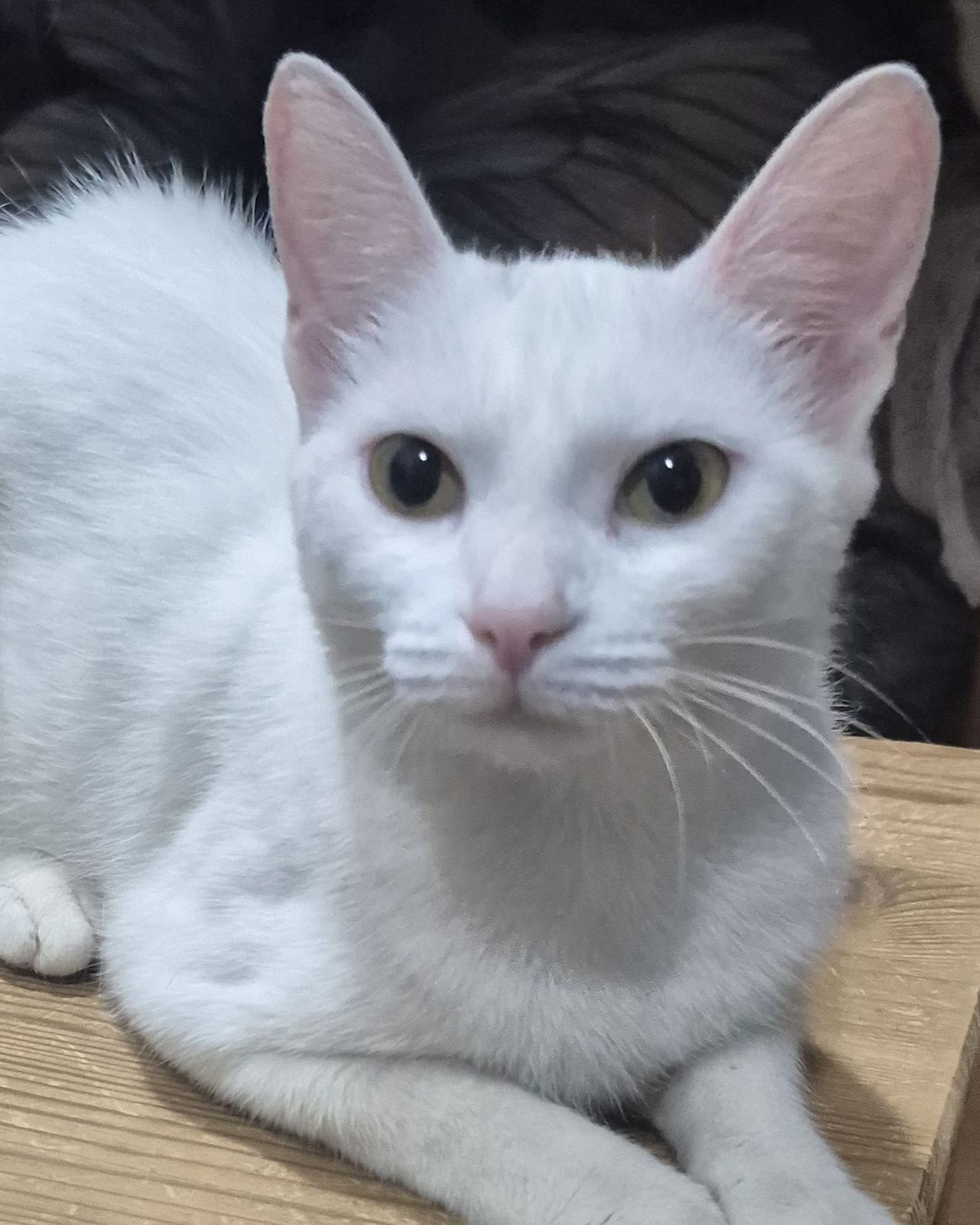 Отдам котят и кошек добрым и ответственным людям
