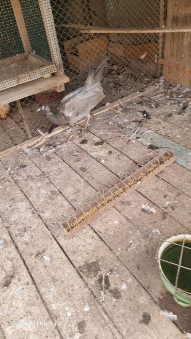 Păuni tineri la un preț trăsnet