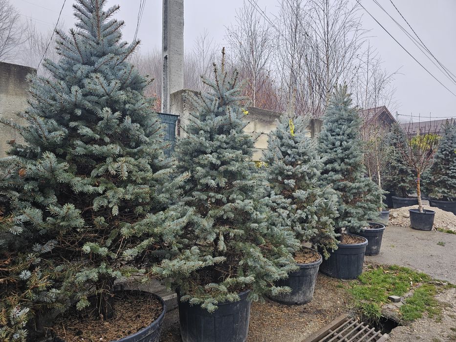 Brad argintiu la ghiveci ( vand brazi argintii hoopsii ) abies, picea.